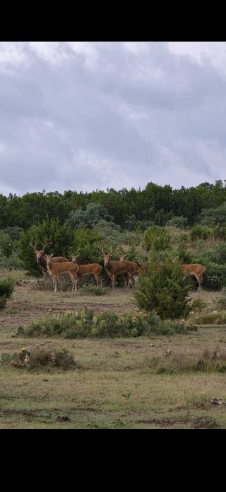 A herd of Père David's deer at BarBell Ranch in Sweetwater, TX.