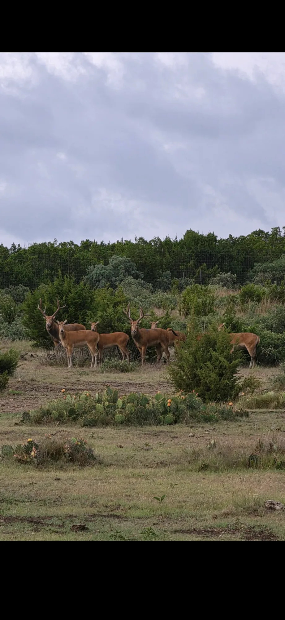 A herd of Père David's deer at BarBell Ranch in Sweetwater, TX.