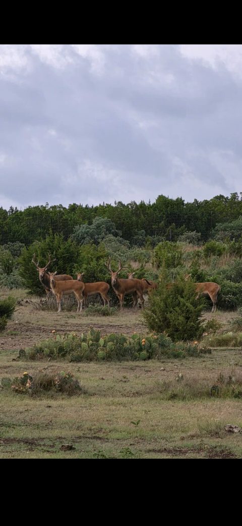 Père David's Cow
