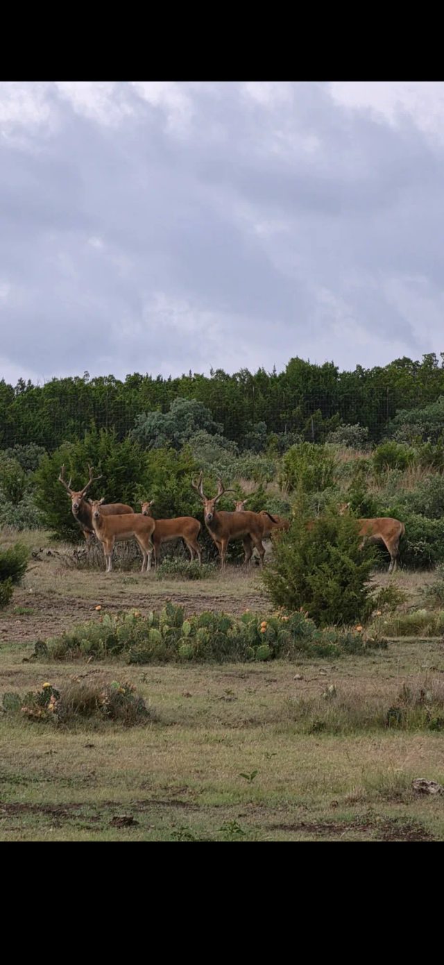 A herd of Père David's deer at BarBell Ranch in Sweetwater, TX.