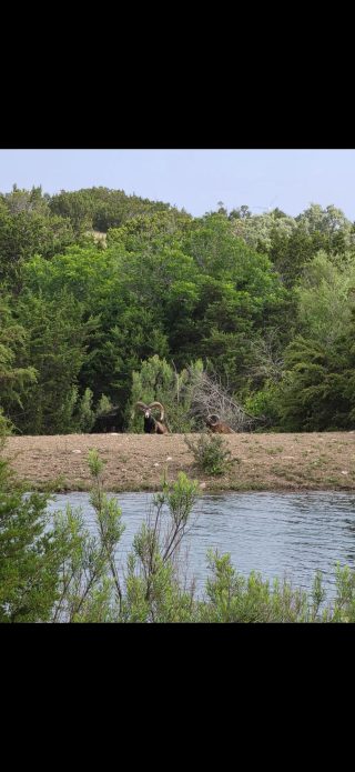 A Mouflon sheep resting by the water at BarBell Ranch in Sweetwater, TX.