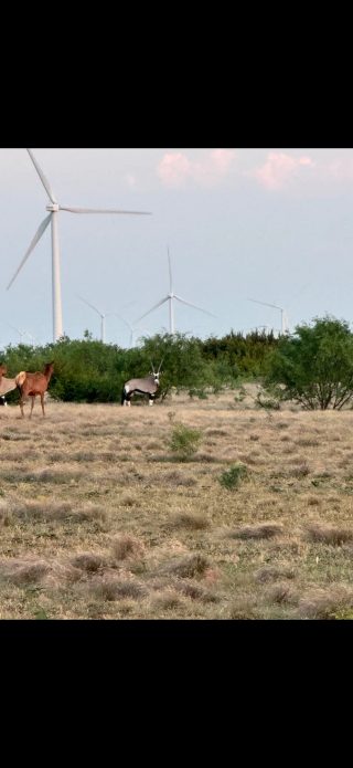 Two elk and a gemsbok at BarBell Ranch in Sweetwater, TX, with wind turbines in the background.