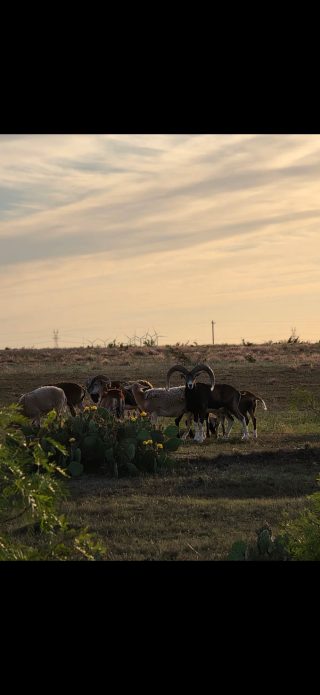 Mouflon sheep and other exotics on the BarBell Ranch in Sweetwater, TX, in the evening light.