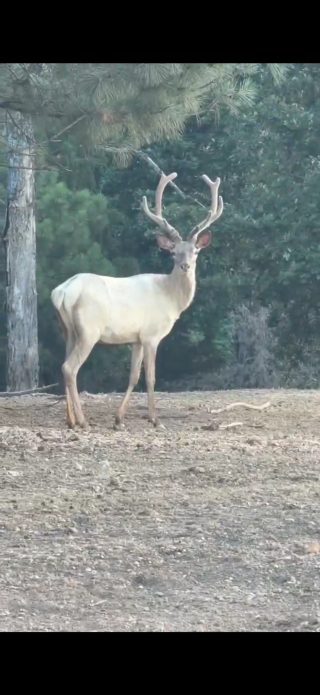 A red stag in velvet standing at BarBell Ranch in Sweetwater, TX.