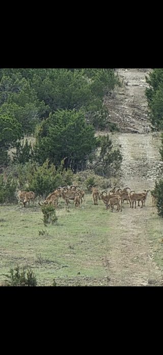A herd of aoudad ranging across the Sweetwater, TX, BarBell Ranch landscape.
