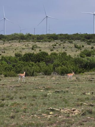 Two black buck bucks at BarBell Ranch in Sweetwater, Texas, with wind turbines visible in the distance.