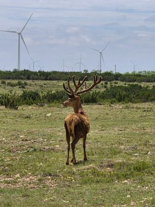 A Red Stag taken at BarBell Ranch in Sweetwater, TX, surveys the plains with wind turbines in the distance.