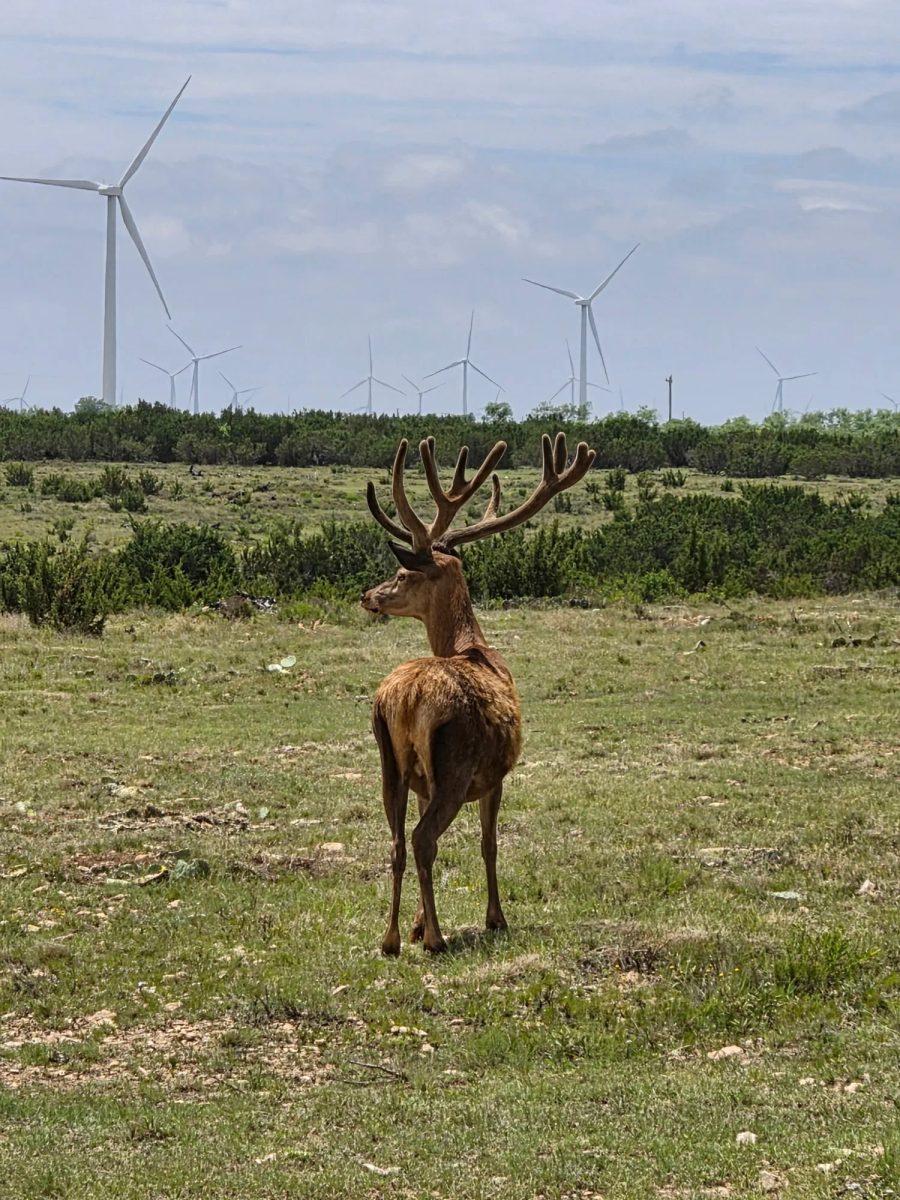 Red Stag at BarBell Ranch in Sweetwater, TX, standing among green foliage.