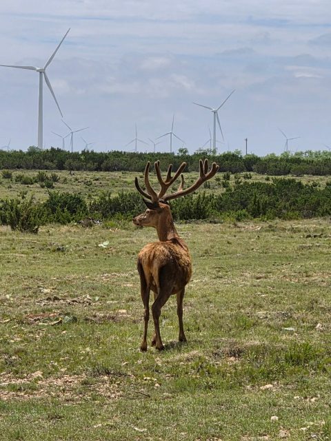 Red Stag Hunting in Texas at BarBell Ranch