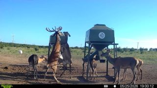 A Red Stag and several Red Hinds at a BarBell Ranch feeder in Sweetwater, TX.