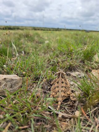 A horned lizard camouflaged in the natural grasses of BarBell Ranch in Sweetwater, TX.