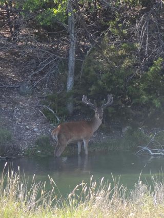 A Red Stag standing in water at BarBell Ranch in Sweetwater, Texas.