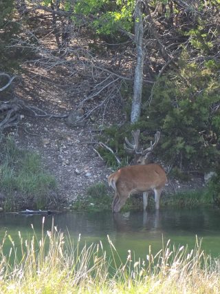 A red stag standing in a pond at BarBell Ranch in Sweetwater, TX.
