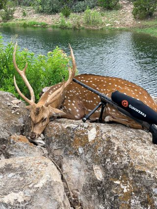 A large Axis buck taken at BarBell Ranch in Sweetwater, TX, rests on rocks near a bass pond.