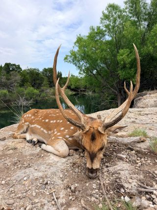 Harvested Axis buck from BarBell Ranch in Sweetwater, TX, resting by a water source.