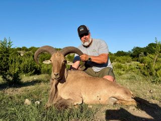 An Aoudad Ram trophy taken at BarBell Ranch in Sweetwater, TX, with hunter.