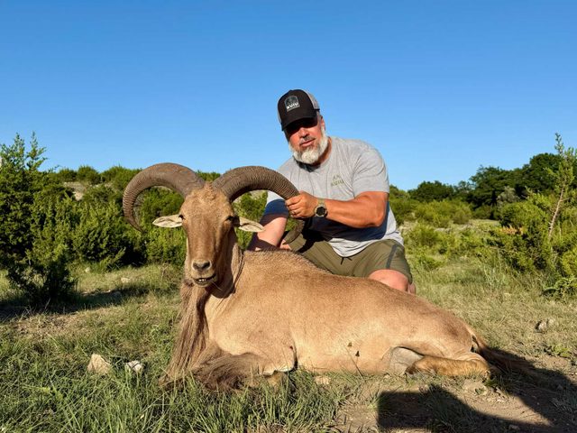 An Aoudad Ram trophy taken at BarBell Ranch in Sweetwater, TX, with hunter.