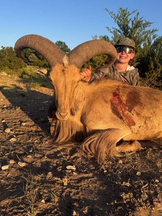 A hunter with a large aoudad ram taken at BarBell Ranch in Sweetwater, TX.