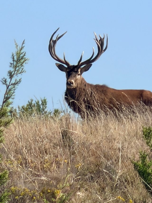 Red Stag at BarBell Ranch in Sweetwater, TX, standing among green foliage.