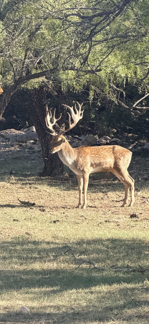 Fallow Buck