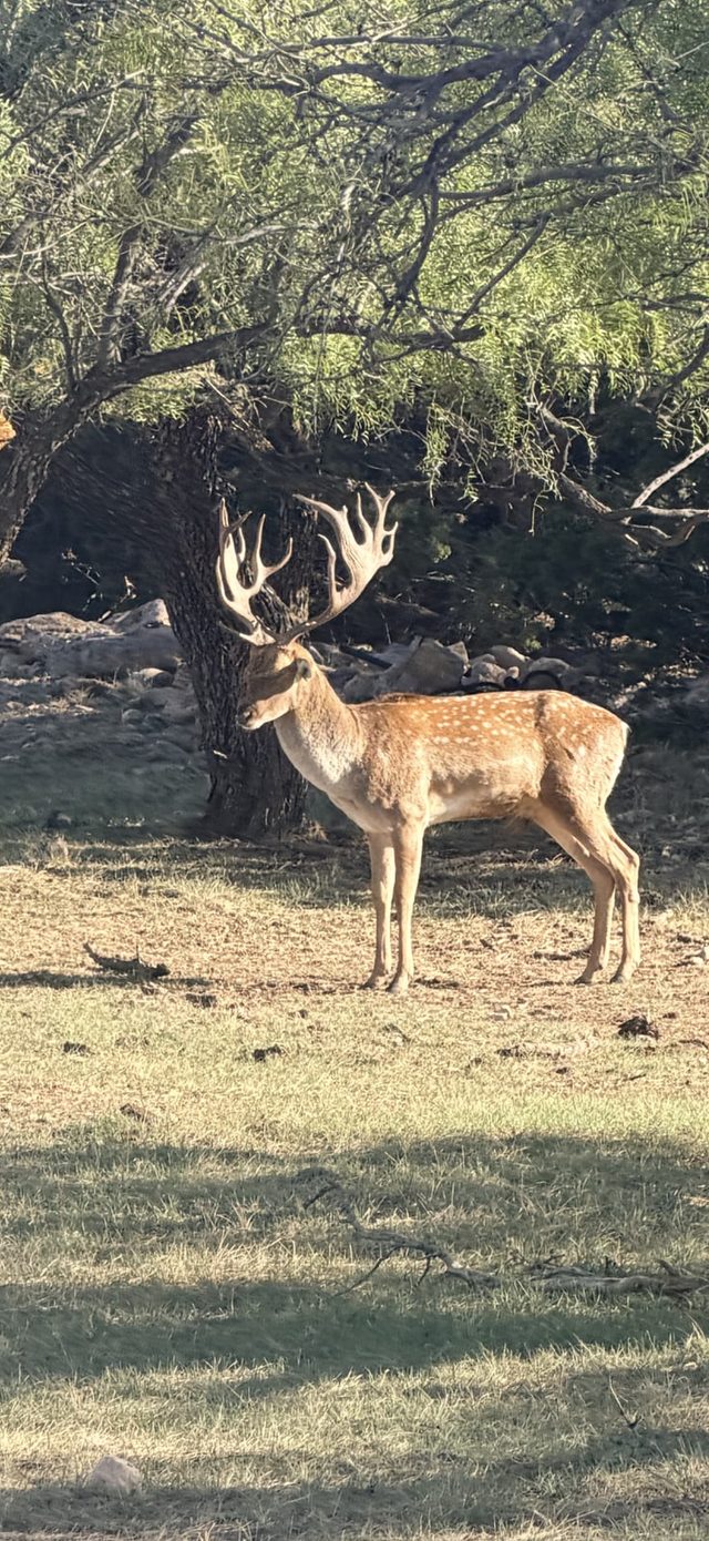 A fallow buck photo captured a Texas exotic ranch