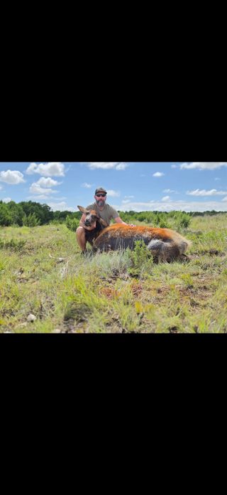 Hunter with a large cow elk taken at BarBell Ranch in Sweetwater, TX.