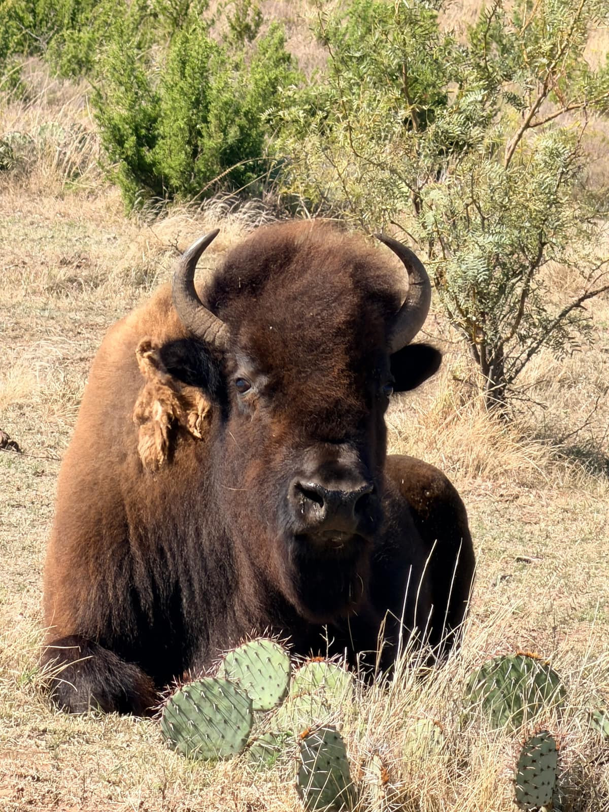 A mature American bison rests among prickly pear cactus at BarBell Ranch in Sweetwater, Texas.