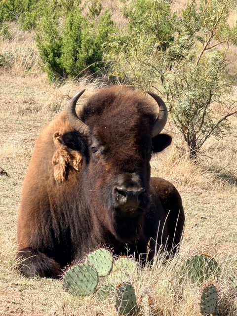 Bison