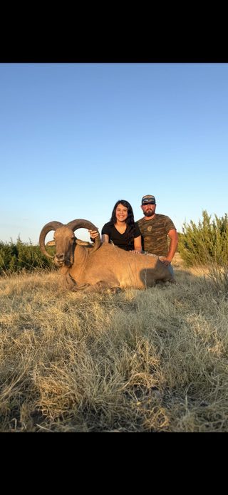 Hunters posing with a beautiful aoudad ram taken at BarBell Ranch in Sweetwater, TX.
