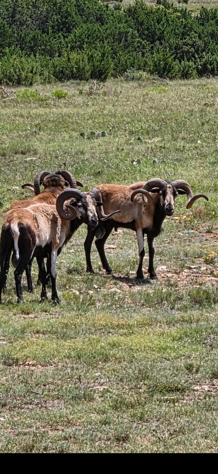Corsican rams gather in native pasture at BarBell Ranch in Sweetwater, Texas.