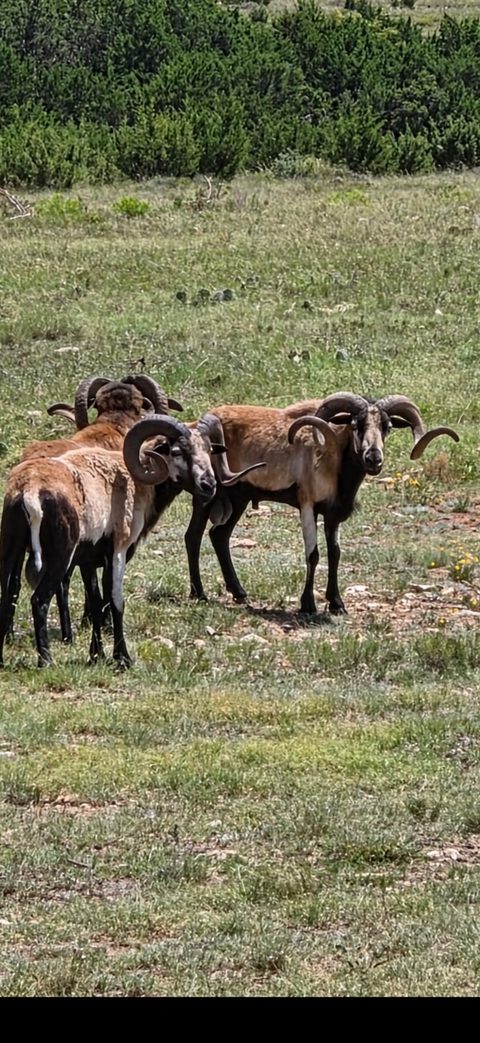 Corsican Ram