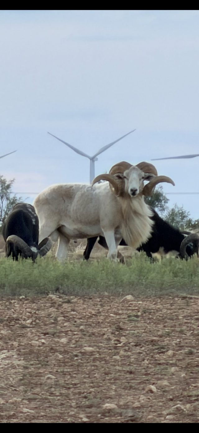 A large snow urial ram surveys the pasture at BarBell Ranch in Sweetwater, Texas.