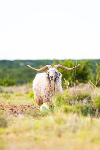 An Angora Ram at BarBell Ranch in Sweetwater, TX, exhibiting impressive horns and long, curly fleece.