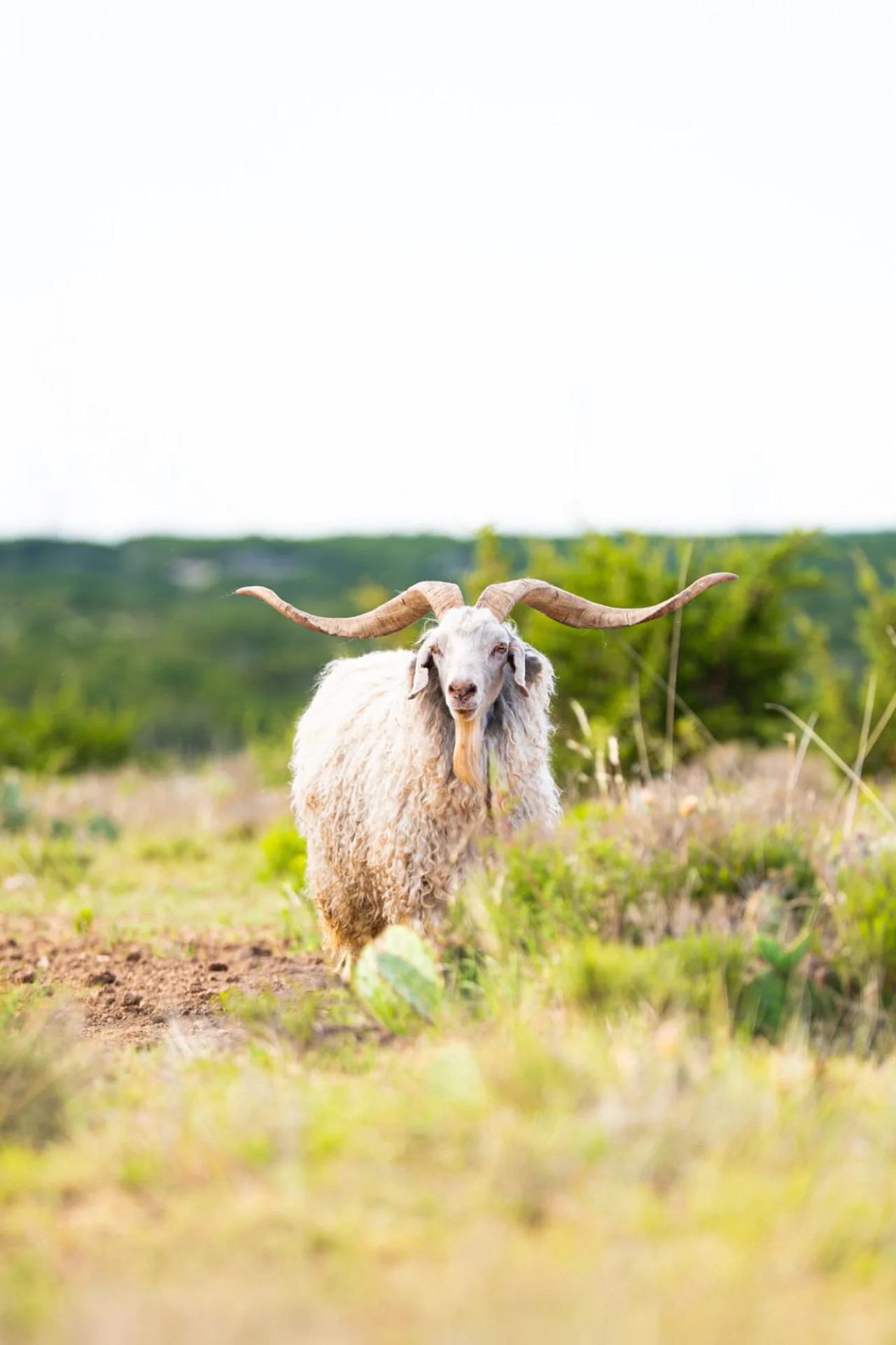 An Angora Ram at BarBell Ranch in Sweetwater, TX, exhibiting impressive horns and long, curly fleece.
