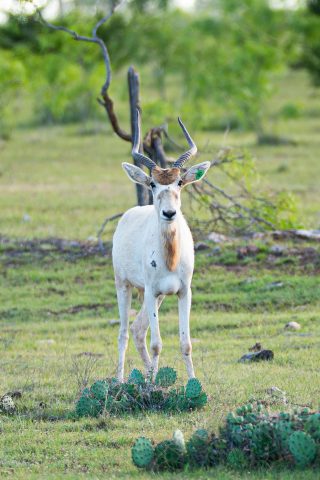 An Addax with impressive horns standing near prickly pear cactus at BarBell Ranch in Sweetwater, TX.
