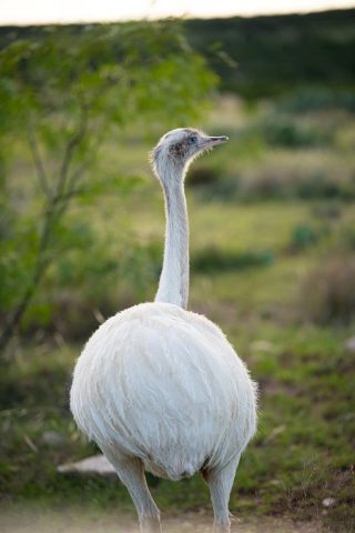 A wild rhea, a popular exotic rhea hunt at BarBell Ranch in Sweetwater, TX.