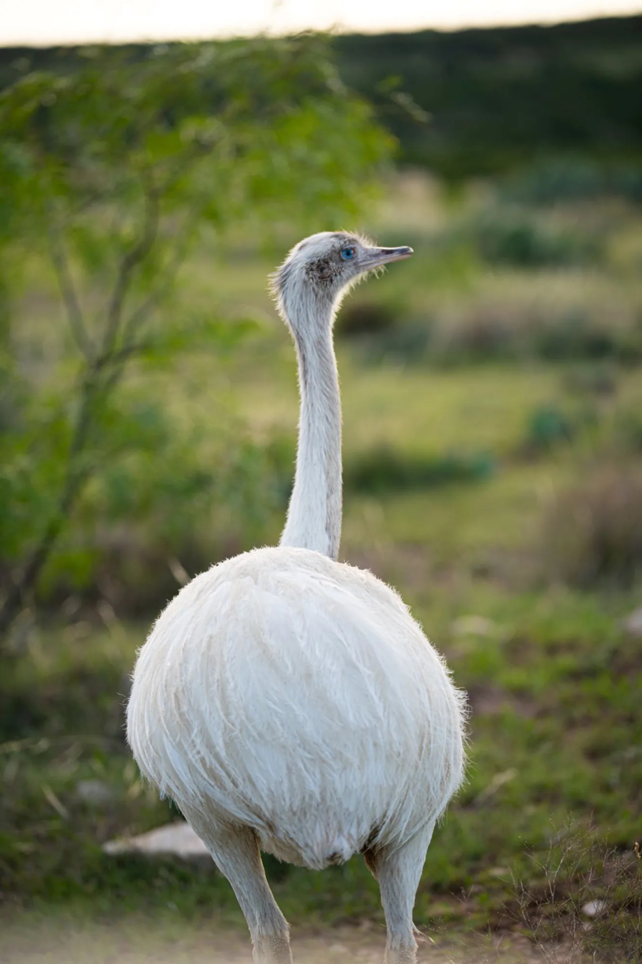 A wild rhea, a popular exotic rhea hunt at BarBell Ranch in Sweetwater, TX.