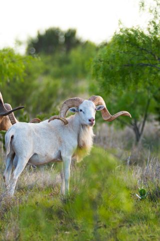 A Texas Dall Sheep ram at BarBell Ranch in Sweetwater, TX, standing among green foliage and brush.