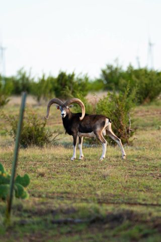 A Mouflon ram, a popular BarBell Ranch exotic, standing in a field in Sweetwater, TX.