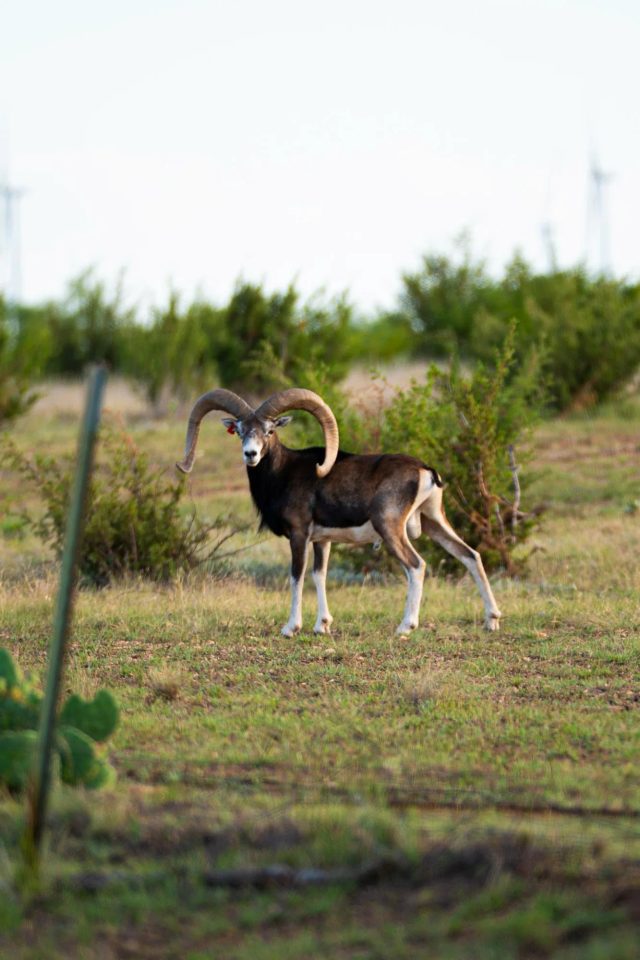 A Mouflon ram, a popular BarBell Ranch exotic, standing in a field in Sweetwater, TX.