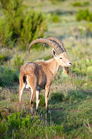 A mature Nubian Ibex stands in the native West Texas grasslands of BarBell Ranch.