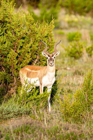 A Black Buck standing among brush at BarBell Ranch in Sweetwater, TX.
