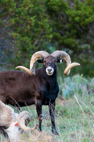 Black Hawaiian Ram at BarBell Ranch in Sweetwater, Texas.