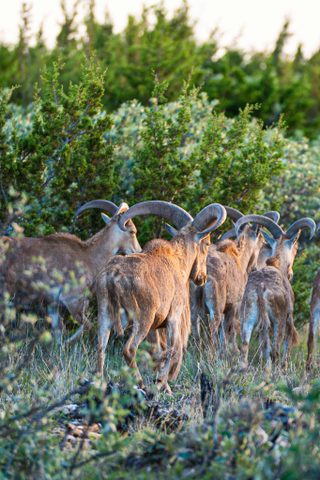 A herd of aoudad rams moving through brush at BarBell Ranch in Sweetwater, TX.
