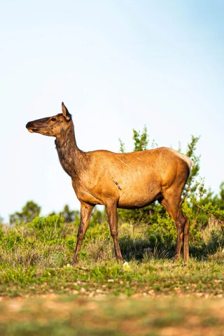 A cow elk standing in a clearing at BarBell Ranch in Sweetwater, TX.