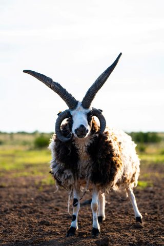 Four-horned Jacob's Ram at BarBell Ranch in Sweetwater, TX.