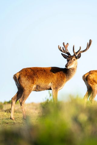 Red Stag at BarBell Ranch in Sweetwater, TX, standing among green foliage.