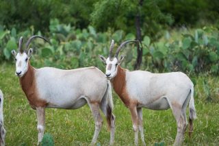 Two Scimitar Oryx at BarBell Ranch in Sweetwater, TX, stand in green pasture with prickly pear cactus.