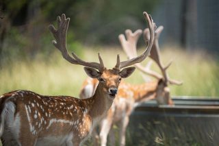 A fallow buck photo captured in the buck's natural environment.