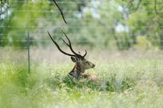 An Axis buck resting in tall grass at BarBell Ranch in Sweetwater, TX.